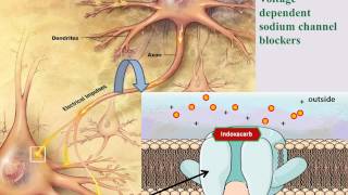 MODE OF ACTION OF INSECTICIDES [upl. by Amora]