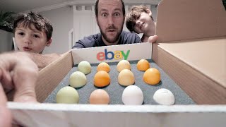 The MOST we’ve spent on eBay chicken eggs  KKTECT Egg Incubator [upl. by Sosthenna57]