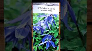 How to Plant a Clematis in 5 Easy Steps  Tutorial💜💜💜Garden Entity planting clematis shorts [upl. by Lotta]