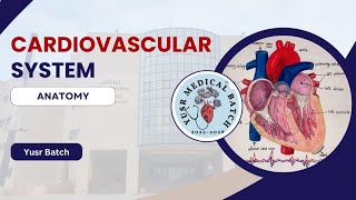 Anatomy L1 C1 Mediastinum [upl. by Grose]