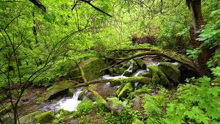 Beautiful Forest Sounds Babbling Brook Birds Chirping Nature Sounds ASMR [upl. by Hayidan]