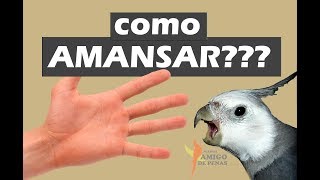 Algumas dicas de como amansar sua calopsita [upl. by Durer]