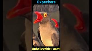 Oxpeckers Unbelievable Facts You Never Knew [upl. by Eenej]