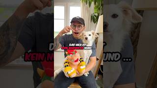 Was ist die BESTE Konsole nintendo playstation xbox hund vlog [upl. by Nnaillij]