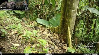 GUATUSA GUATUSO faunaecuatoriana conservacionecuador guatusaysucria ecuadorsalvajefyp [upl. by Aniret]