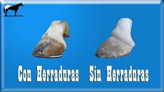 Herrar o No Herrar A Los Caballos Ventajas y Desventajas🐴Del Cerro Soy [upl. by Etteneg]