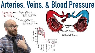 Arteries Veins and Blood Pressure [upl. by Nostets]