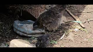 Frizzled feathered mother and chickchicken birdswatching [upl. by Novello]