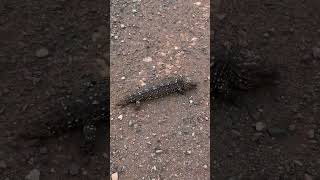 Another shingleback moved to safety sleepy lizard bobtail reptiles wildlife saved [upl. by Piscatelli938]