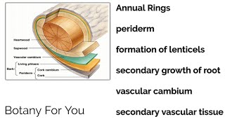 Annual rings Periderm formation of lenticel  secondary growth of root and vascular cambium [upl. by Ronnoc]