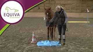 Bodenarbeit  Gelassenheitstraining mit dem Pferd [upl. by Aihsal]