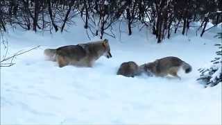 American Badger vs Coyotes [upl. by Rotce]