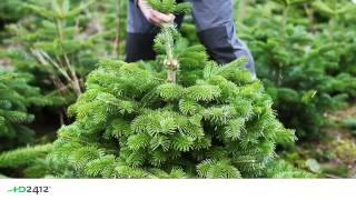 Sabel til formning af juletræer  Formschnittmesser für Tannen  Pruning knife for Christmas trees [upl. by Demakis]