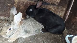 Mating Rabbits In Spring Time nature Rabbit Love [upl. by Milah739]