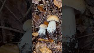 Білі гриби  Boletus  Mushroom porcinimushrooms pilze fungi білігриби grzyby boletus [upl. by Annoyed134]