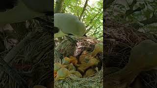 long tailed shrike bird babies P 3 shortsvideo viralshorts [upl. by Secnarfyram]