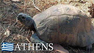 Marginated tortoises Testudo marginata 🇬🇷 Athens Greece  v111 [upl. by Aerehs]