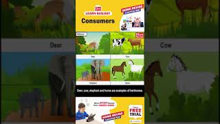 Types of Consumers  Consumers Carnivores Omnivores amp Herbivores  Learn Biology with Home Revise [upl. by Croner]