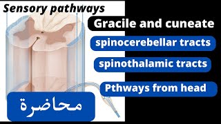 Ascending pathways sensory tracts شرح [upl. by Iew]