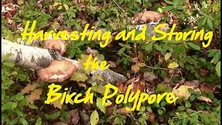 Harvesting and Storing the Birch Polypore [upl. by Oenire991]