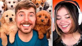 Mictia REACCIONA A MRBEAST ¡Adopté a 100 Perros [upl. by Botti]