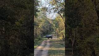 📍Rhino🦏  Assam  One Horn Rihno 🐵Pobitora wildlife sanctuary  Kaziranga National Park  🥰❤️ [upl. by Sualakcin849]