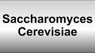 How to Pronounce Saccharomyces Cerevisiae [upl. by Athiste940]