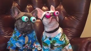 Funniest French Bulldogs 🤣  BEST Compilation 2023 [upl. by Him]