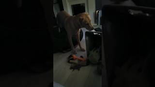 Confused by the toy box labrador funny [upl. by Hutchinson]