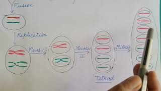 Ordered Tetrad Analysis Genetics [upl. by Eelnyl]