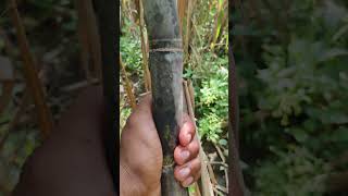 kisanchetna न्यू sugarcane farming 86032 variety shorts [upl. by Even558]