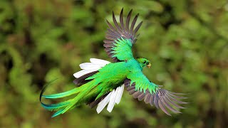 6 Most Beautiful Quetzals in the World [upl. by Macario425]