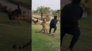 Tiger Attack on Dog 😰 Nouman Hassan [upl. by Nilak]