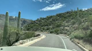 Saguaro National Park East Cactus Forest Loop Drive [upl. by Holmun]