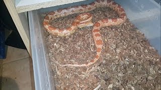 Manuseando Corn Snake Agressiva [upl. by Eleazar]