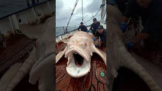 Giant Sea Monsters Caught by Fishermen 🐙🎣GiantSeaCreatures FishingDiscoveries OceanMysteries [upl. by Atterehs]