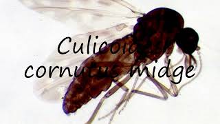 How to pronounce Culicoides cornutus midge in Latin [upl. by Ellehcrad]