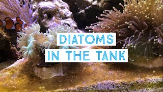 Diatoms in the saltwater tank  The beginning of their end [upl. by Madden288]