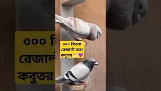 ৩০০ কিলো রেজাল্ট করা কবুতর কবুতর kobutorkhamar kobutorer pigeon bird kabootar kabutar [upl. by Akeimat]