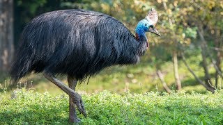 दुनिया का सबसे खतरनाक पक्षी कैसोवरी Why the cassowary is the worlds most dangerous birdCassowary [upl. by Tail]