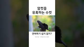 암컷을 유혹하는 수컷의 자태 [upl. by Brodeur591]