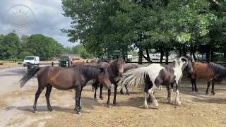 Holmsley Campsite in the New Forest  ourhampshire [upl. by Adnicaj]