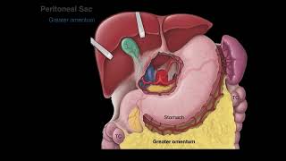 Peritoneum tutorial [upl. by Wulf]