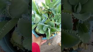 Mother of Thousands Plant [upl. by Anyar]