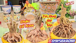 HuấnBonsai0915614018 BG 1212 Phôi Mai Tứ Quý Bonsai lùn lực đế vip Chậu Rồng Cổ xưacscanthohg [upl. by Kunz]