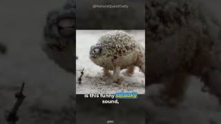 The Amusing Desert Rain Frog  Nature Quest Daily  shorts [upl. by Seni]