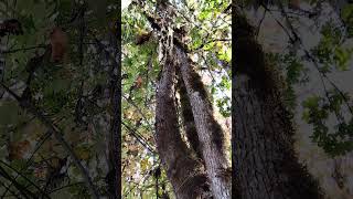 Phosphoric rot on braided tree My Native lore told of Dogmen braiding trees together for marriages [upl. by Florance]