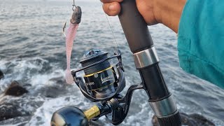 lucana stone Island v2 sw  catch by grouper amp snapper fishing in kokan ब्लॉग 14 [upl. by Ennywg]