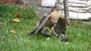 sparrowhawk graphically killing a starling Close up footage [upl. by Syah]