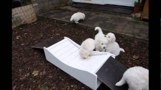 Kuvasz Welpen erkunden die Hängebrücke [upl. by Sklar]